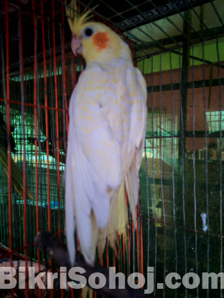 Cocatel bird female